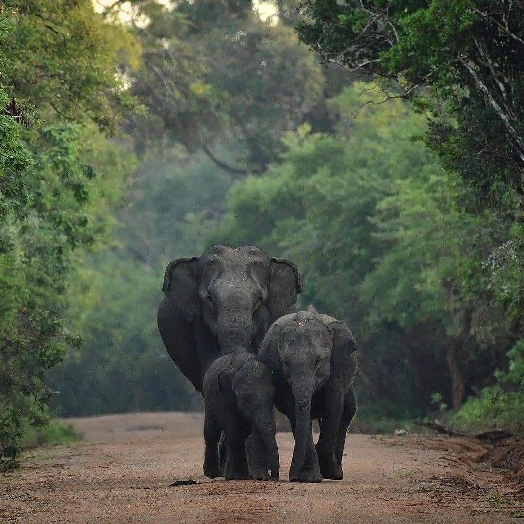 Wilderness and mountains in Sri Lanka