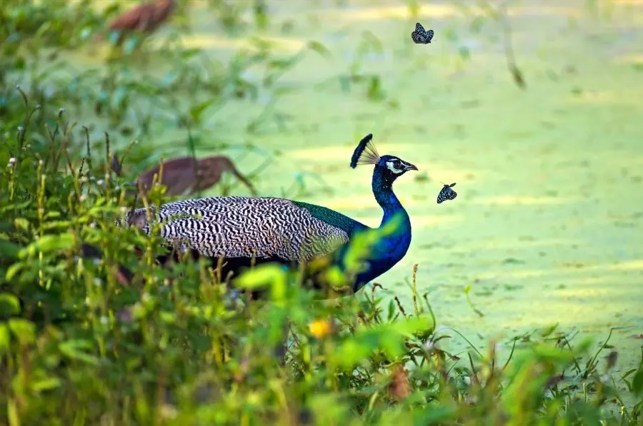 Waterbirds gathered at the edge of a lagoon in Yala National Park