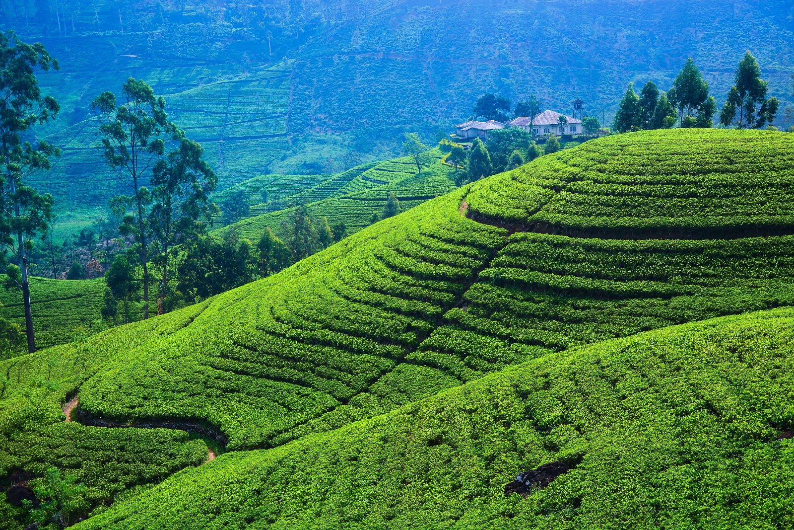 Terraced tea fields folding over the hills above Nuwara Eliya, a planter's bungalow among the trees on the ridge