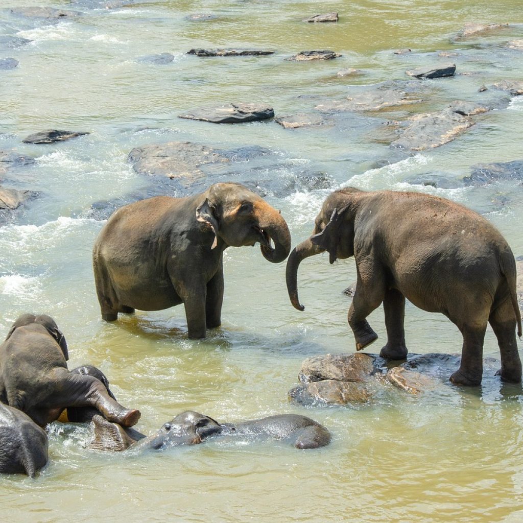 sri-lankan-elephant-4043775_1280