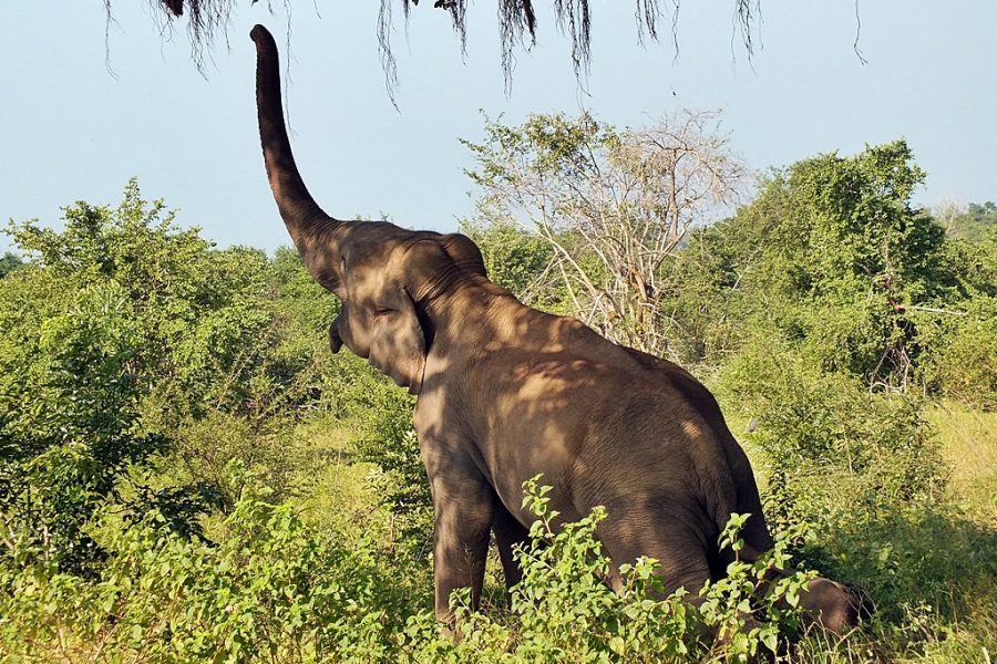 Udawalawa Safari