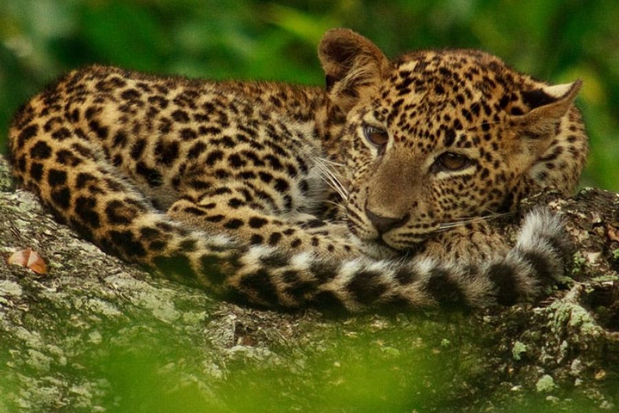Yala National Park